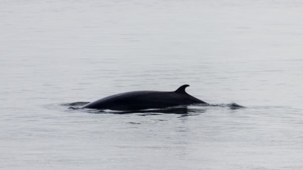 Observation de baleine dans le Saint-Laurent près de la Malbaie à Charlevoix